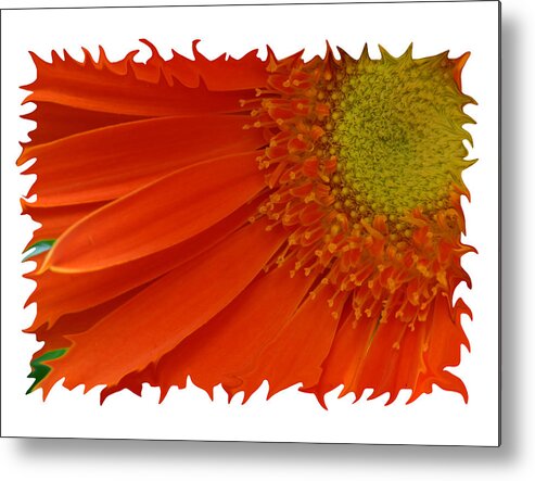 Gerber Daisy Orange Yellow Digital Art Photograph Photography Photographer Flower Plant Nature Metal Print featuring the photograph Wild Daisy by Shari Jardina