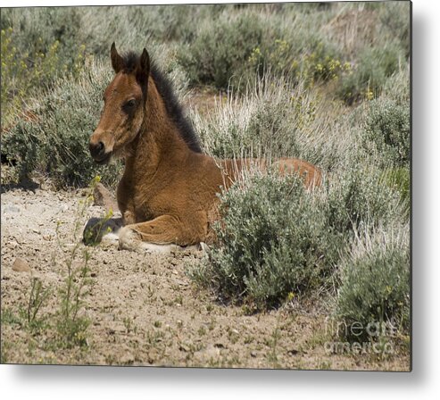 Foal Metal Print featuring the photograph Wild horse foal by Jim And Emily Bush