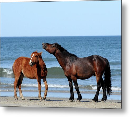 Wild Metal Print featuring the photograph Wild Horses on Beach by Ted Keller