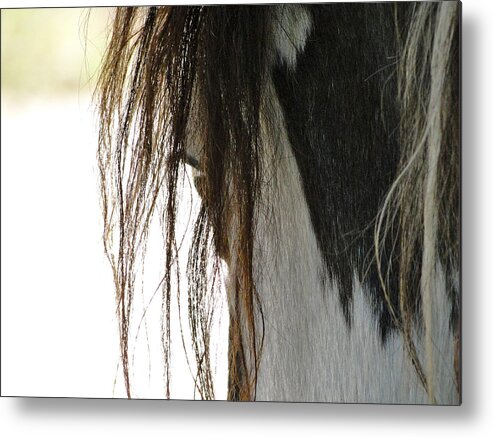 Horse Metal Print featuring the photograph Wild Pinto Mustang by Liz Vernand