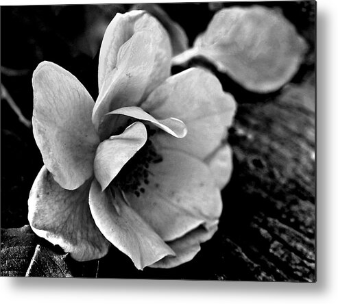 Ansel Adams Metal Print featuring the photograph Wild Rose and Salvaged Barn Wood by Curtis J Neeley Jr
