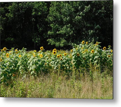 Northfield Metal Print featuring the photograph Wild Sunflowers by Catherine Gagne