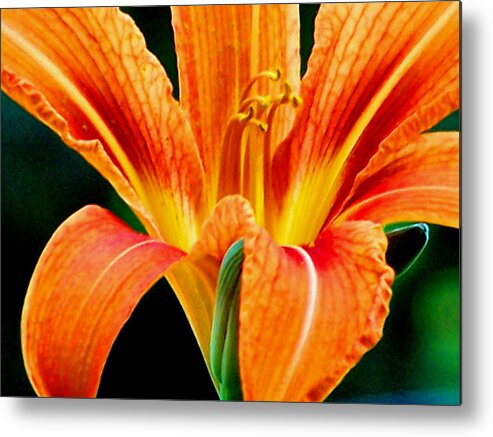 Flowers Metal Print featuring the photograph Wild Tiger Lily by Steven Huszar