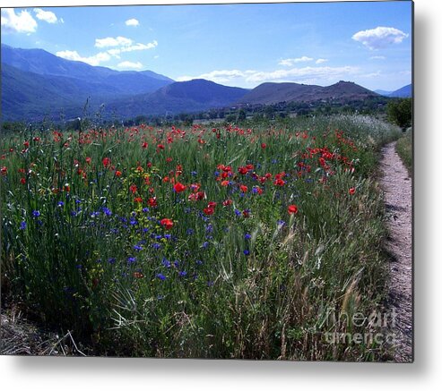 Path Metal Print featuring the photograph Wildflower Path by Judy Kirouac