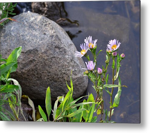 Wildflowers Metal Print featuring the photograph Wildflowers by a Stream by Kae Cheatham