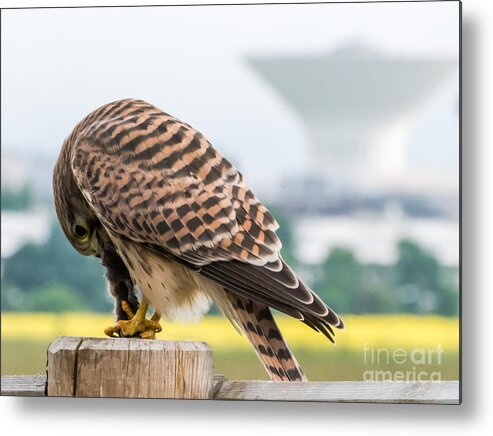 Wildlife In The City Metal Print featuring the photograph Wildlife in the City by Torbjorn Swenelius