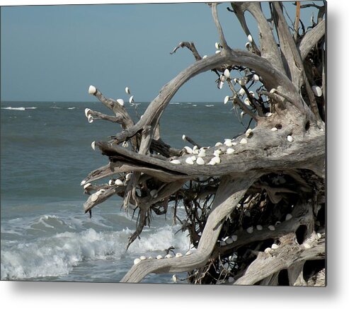 Driftwood Metal Print featuring the photograph Windy Sea by Rosalie Scanlon