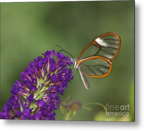 Clearwing Metal Print featuring the photograph Wings Like Glass by Ruth Jolly