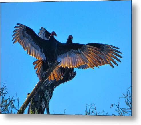 Orcinusfotograffy Metal Print featuring the photograph Wings Of Gold by Kimo Fernandez