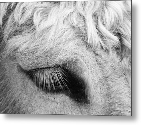 Equine Metal Print featuring the photograph Winking At Ya' by Jan Gelders
