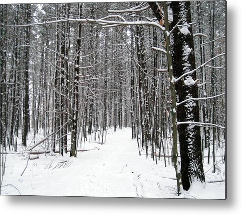 Winter Metal Print featuring the photograph Winter Trees by Suzanne DeGeorge