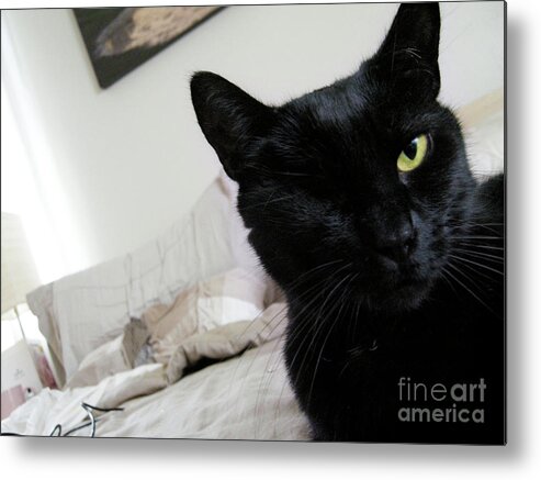 Cat Metal Print featuring the photograph Won-Ton on Bed by Erica Freeman