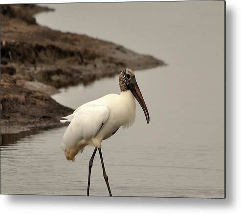 Wood Stork Metal Print featuring the photograph Wood Stork Walking by Al Powell Photography USA