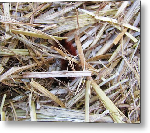 Woolly Metal Print featuring the photograph Woolly Bear in the Hay 2 by Robert Knight