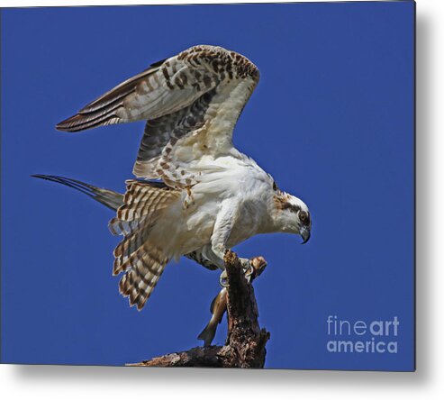 Bird Metal Print featuring the photograph Yearling Osprey by Larry Nieland