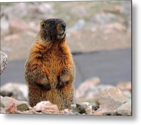 Marmot Metal Print featuring the photograph Yellow-bellied Marmot by Connor Beekman