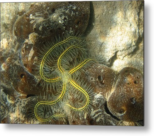 Brittle Star Metal Print featuring the photograph Yellow Brittle Star under the Dock by Kelly Smith