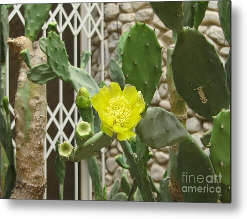 Gardens Metal Print featuring the photograph Yellow Flower Cactus by Donna L Munro