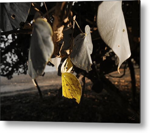 Nature Metal Print featuring the photograph Yellow Leaf by Michael Blaine