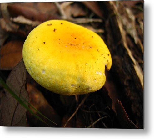 Mushroom Metal Print featuring the photograph Yellow Mushroom Cap by J M Farris Photography