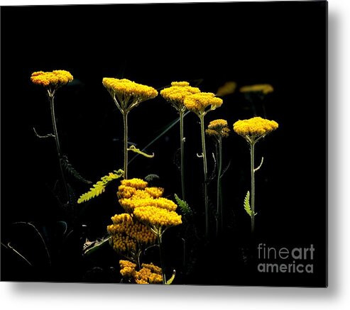 500 Views Metal Print featuring the photograph Yellow Tops by Jenny Revitz Soper