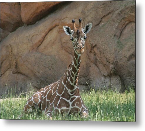 Nashville Zoo Metal Print featuring the photograph Young Masai Giraffe by Valerie Collins