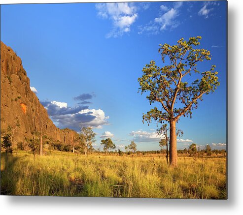 Grass Metal Print featuring the photograph Boab Trees At The Windjana Gorge #1 by Sara winter