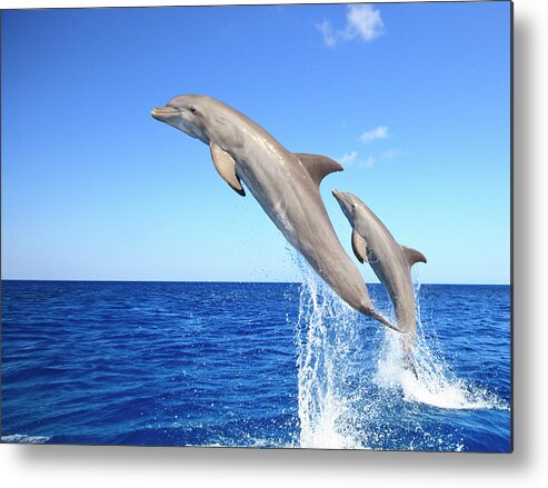 Bay Islands Metal Print featuring the photograph Bottlenose Dolphins #1 by Stuart Westmorland