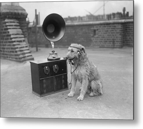 Animal Themes Metal Print featuring the photograph His Masters Voice #1 by Fox Photos