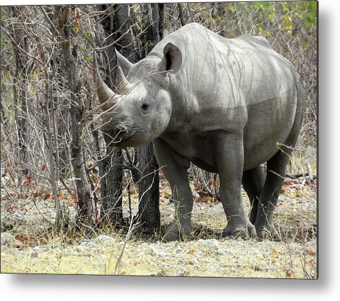 Rhino Metal Print featuring the photograph Rhino #1 by Eric Pengelly