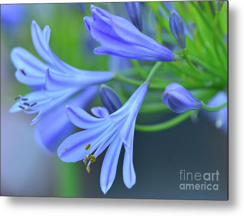 Agapanthus Metal Print featuring the photograph Agapanthus #17 by Marc Bittan