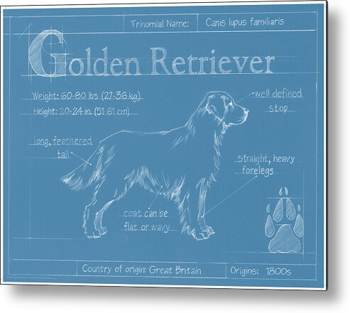 Dogs Metal Print featuring the painting Blueprint Golden Retriever #2 by Ethan Harper