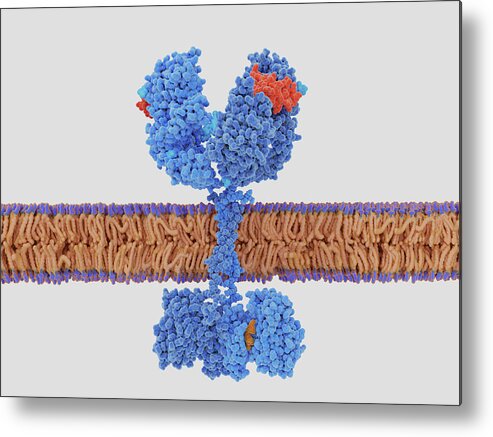 Biochemistry Metal Print featuring the photograph The Epidermal Growth Factor Receptor #2 by Juan Gaertner