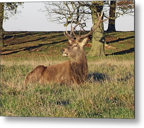 Knutsford Metal Print featuring the photograph 28/11/18 TATTON PARK. Stag in The Park. by Lachlan Main