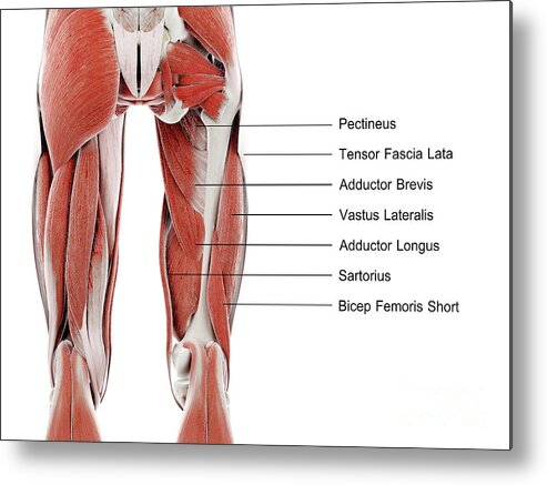 Muscles Of The Upper Leg #3 Metal Print