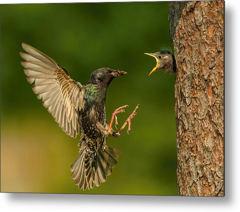 Action Metal Print featuring the photograph The Common Starling, Sturnus Vulgaris #3 by Petr Simon