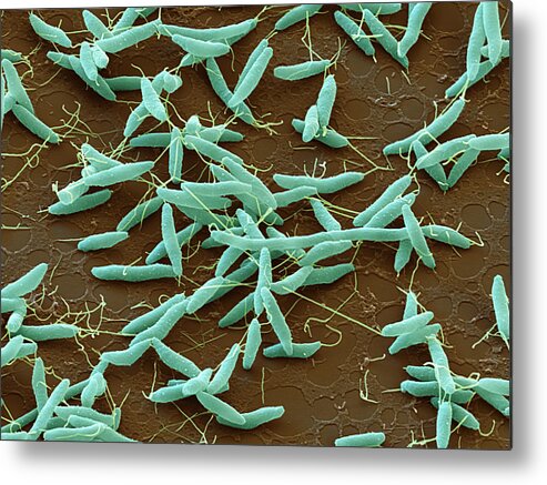 Bacteria Metal Print featuring the photograph Campylobacter Jejuni, Sem #6 by Oliver Meckes EYE OF SCIENCE