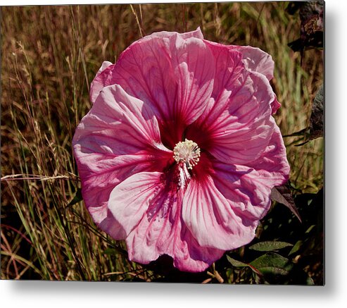 Pink Metal Print featuring the photograph A Bright Pink Hibiscus by L Bosco