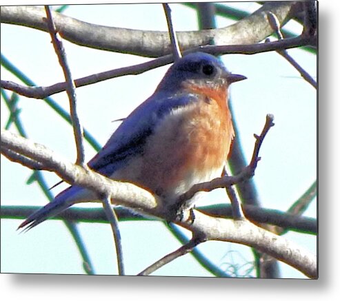 Birds Metal Print featuring the photograph A Perfect Pose by Karen Stansberry
