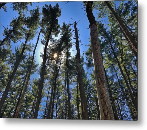  Metal Print featuring the photograph A Walk in the Pines by Jack Wilson