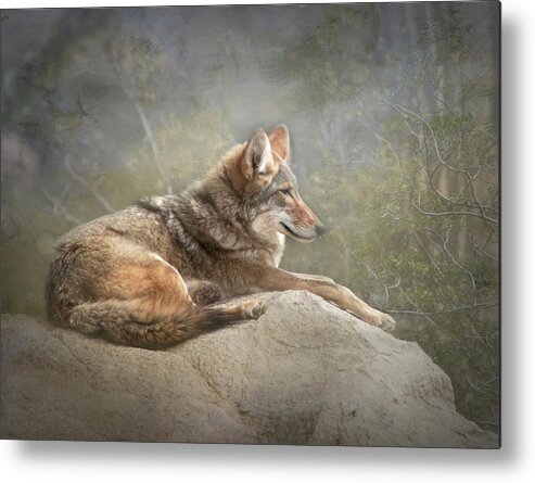 Coyote Metal Print featuring the photograph Afternoon Repose by Teresa Wilson