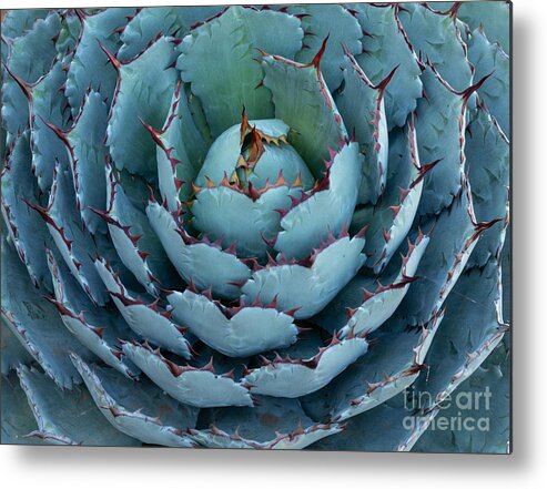 Agave Parryi Metal Print featuring the photograph Agave Parryi by Eva Lechner