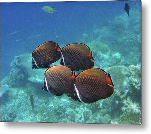 Underwater Metal Print featuring the photograph Always In Pairs by Federica Grassi