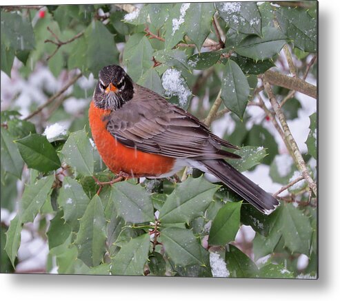 Robin Metal Print featuring the photograph Angry Robin in the Snow by Linda Stern