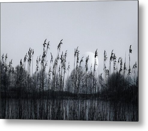 Nature Metal Print featuring the photograph Around the pond by Jaroslav Buna