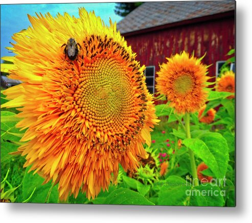 Bee Metal Print featuring the digital art Bee on Sunflower by Dee Flouton