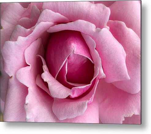 Flower Metal Print featuring the photograph Blooming in Pink by Anamar Pictures