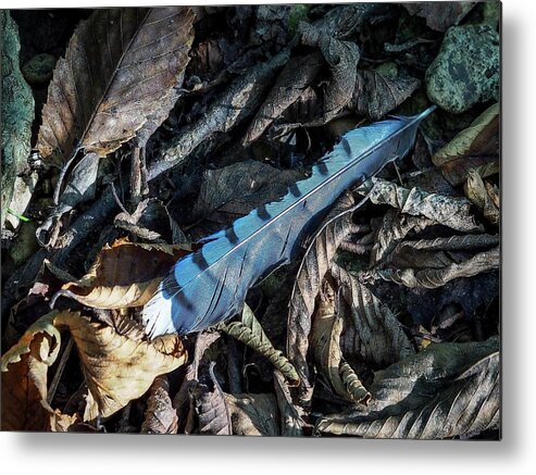 Blue Metal Print featuring the photograph Blue Feather by Buck Buchanan