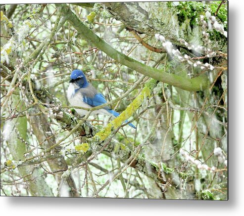 Bluejay Metal Print featuring the photograph Bluejay on a Snowy Day by Scott Cameron