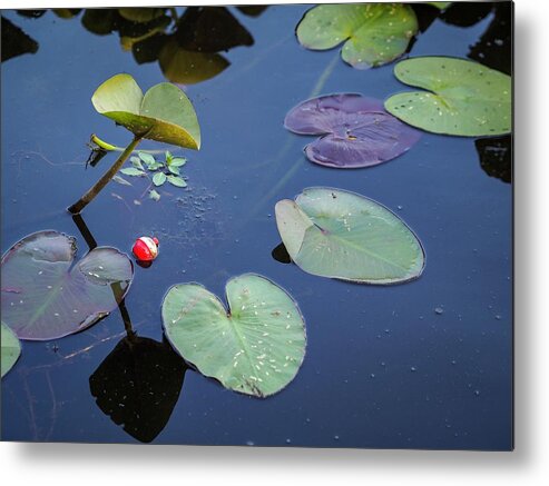 Red Metal Print featuring the photograph Bobber and Pads by Buck Buchanan